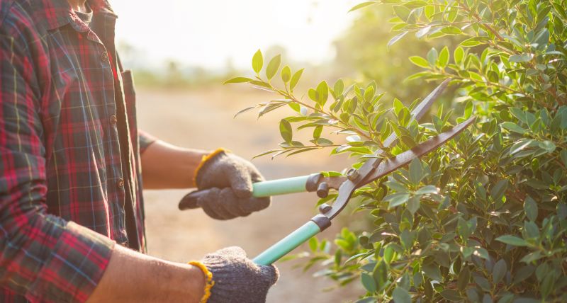 Shrub Care Service in Reno, NV