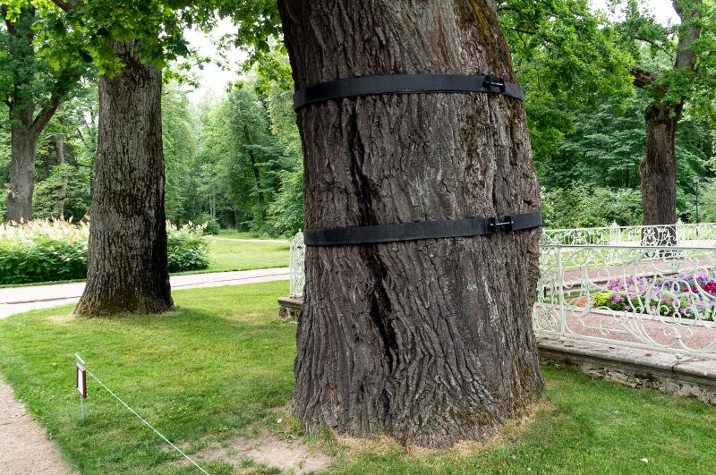 Tree Straightening Service in Reno, NV