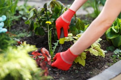 Weed Removal